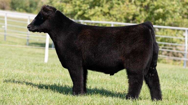 GORETSKA TAG 54 STEER