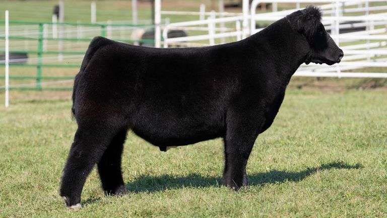GORETSKA TAG 51 STEER