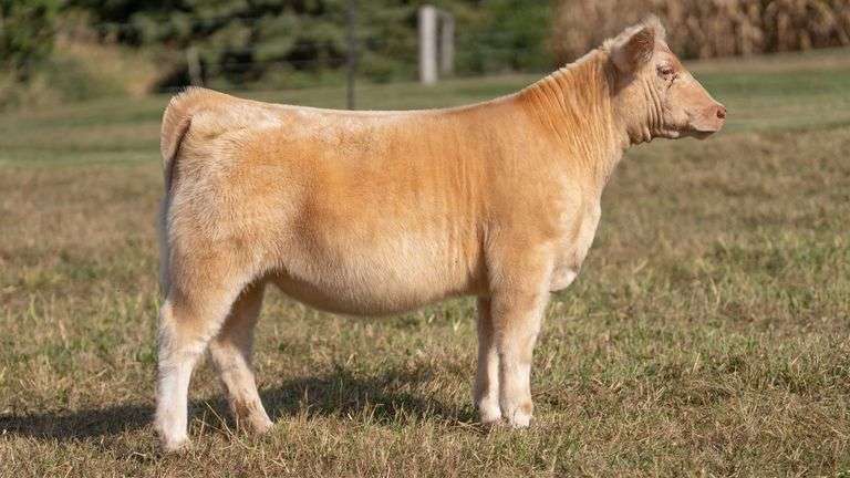 ARMSTRONG/BISINGER TAG 211 HEIFER