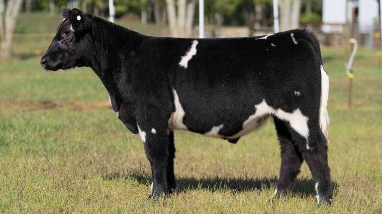 POTTER TAG 5 STEER