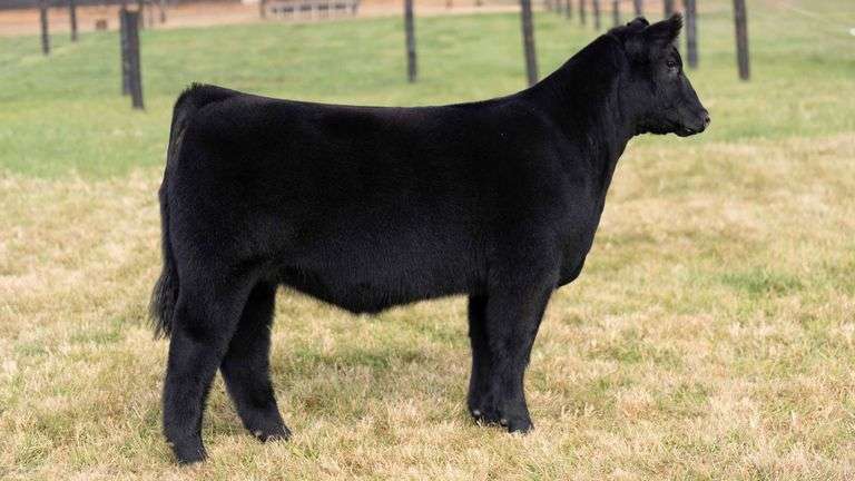 GEFFERT TAG 40 HEIFER