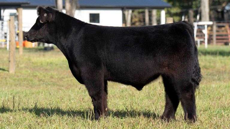 POTTER TAG 2 STEER