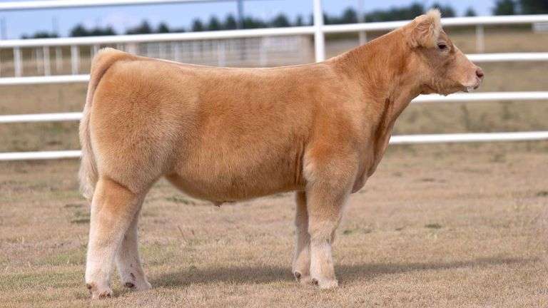 CORE 4 TAG 5 STEER
