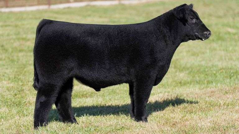 FERGUSON TAG 175 STEER