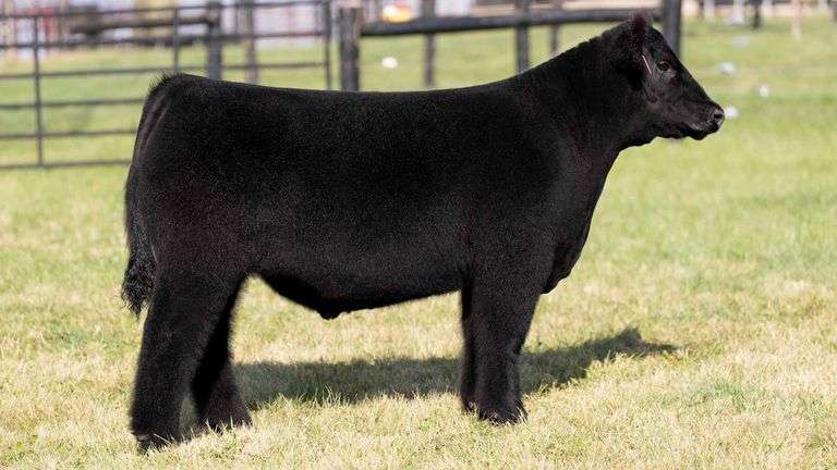 GEFFERT TAG 50 STEER