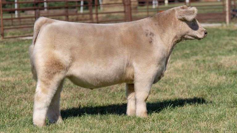 FERGUSON TAG 170 STEER