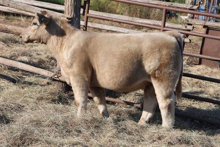 MIDCONTINENT TAG 58 STEER
