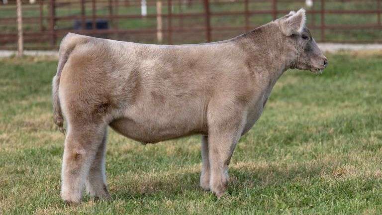 FERGUSON TAG 104 STEER