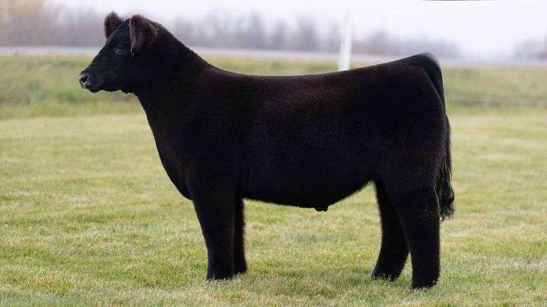 LORENTZ TAG 31 STEER