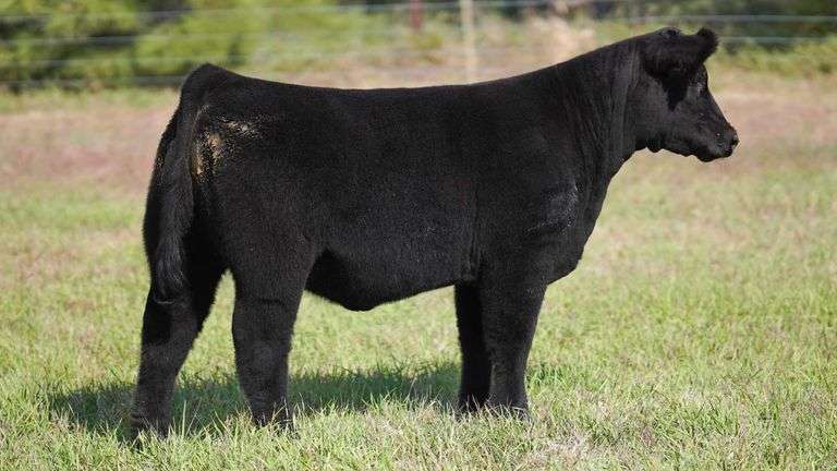 CORNELIUS TAG 13 HEIFER