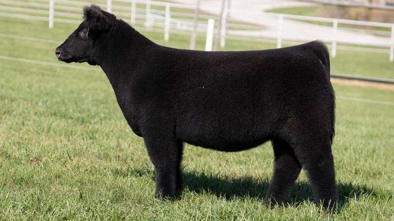 GORETSKA TAG 68 HEIFER