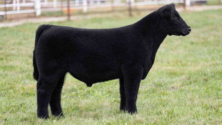 FERGUSON TAG 171 STEER