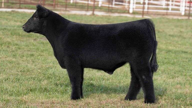 FERGUSON TAG 164 STEER