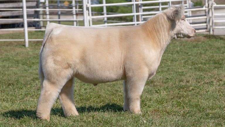 GORETSKA TAG 10 STEER