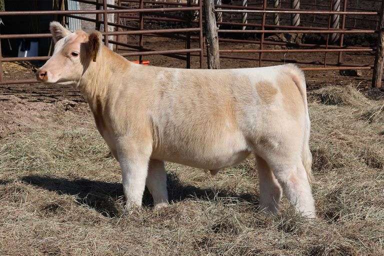 MIDCONTINENT TAG 35 STEER