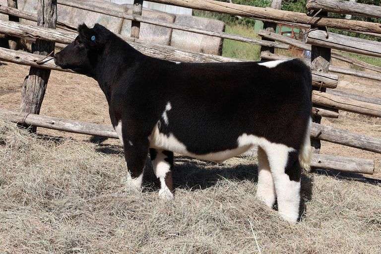 MIDCONTINENT TAG 47 STEER