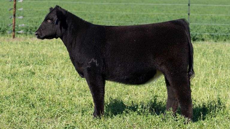 BLUEPRINT TAG 14 - HIGH MAINE HEIFER
