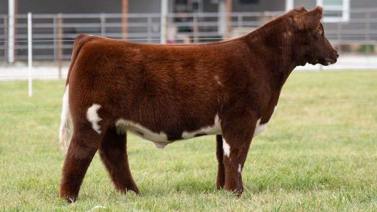 WISS TAG 509 STEER