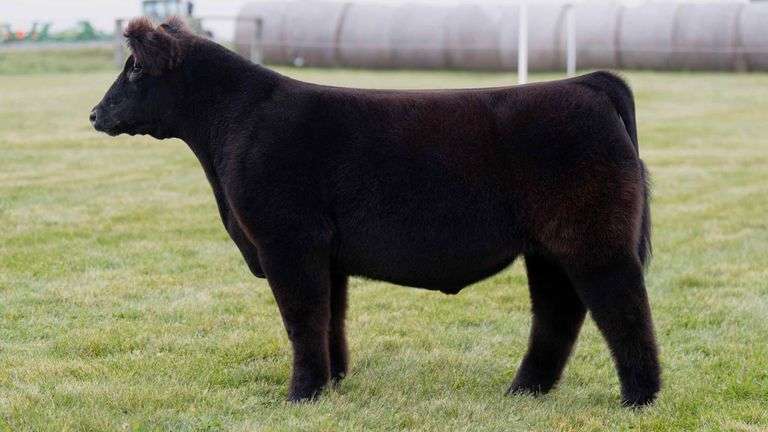 LORENTZ TAG 44 STEER