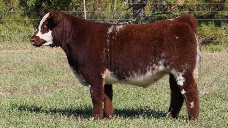 CORNELIUS TAG 9 STEER