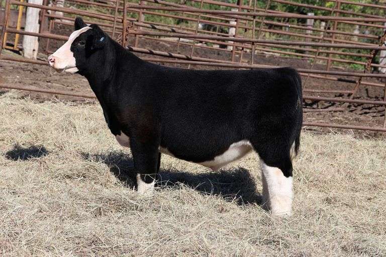 MIDCONTINENT TAG 44 STEER