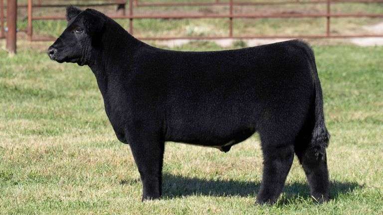 FERGUSON TAG 146 STEER