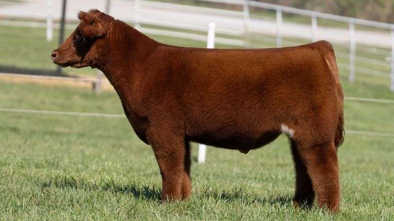 GORETSKA TAG 23 STEER