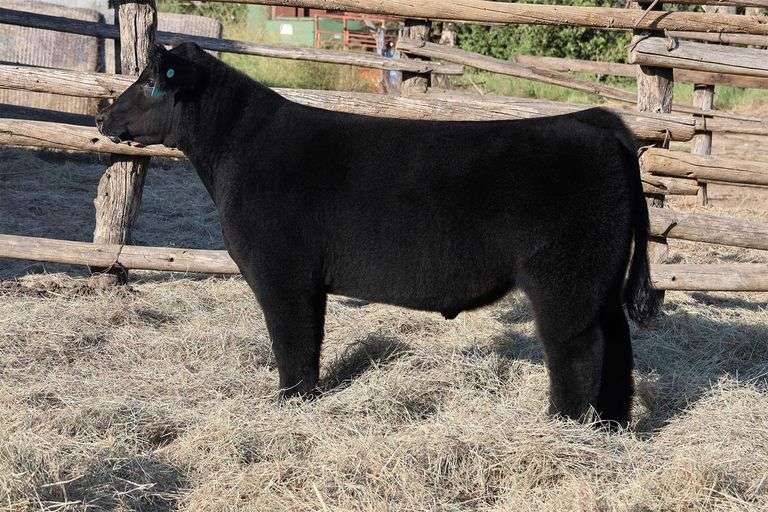 MIDCONTINENT TAG 42 STEER