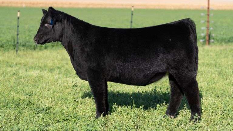 BLUEPRINT TAG 9 - PB MAINE HEIFER