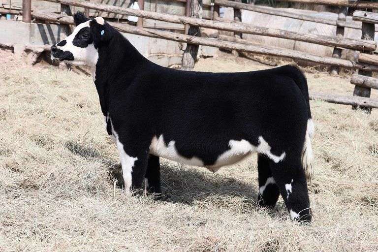 MIDCONTINENT TAG 43 STEER