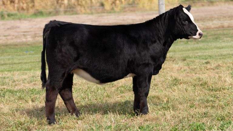 ARMSTRONG/BISINGER TAG simmi HEIFER