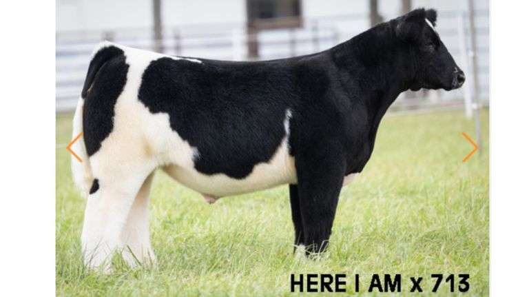 POTTER 713 X HIA  EMBRYOS