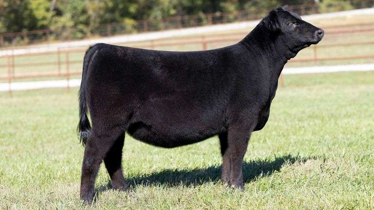 KITCHELL TAG 19 HEIFER