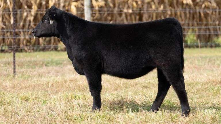 ARMSTRONG/BISINGER TAG 218 HEIFER