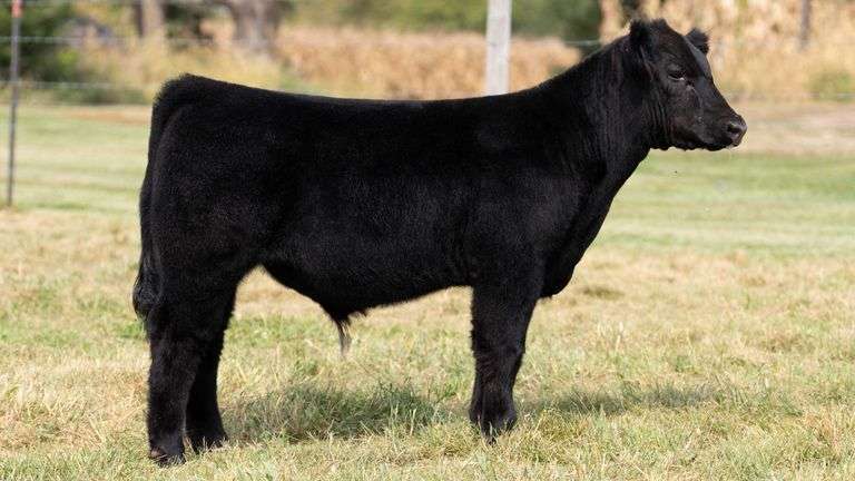 ARMSTRONG/BISINGER TAG 220 STEER