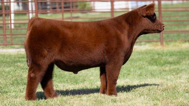 FERGUSON TAG 114 STEER