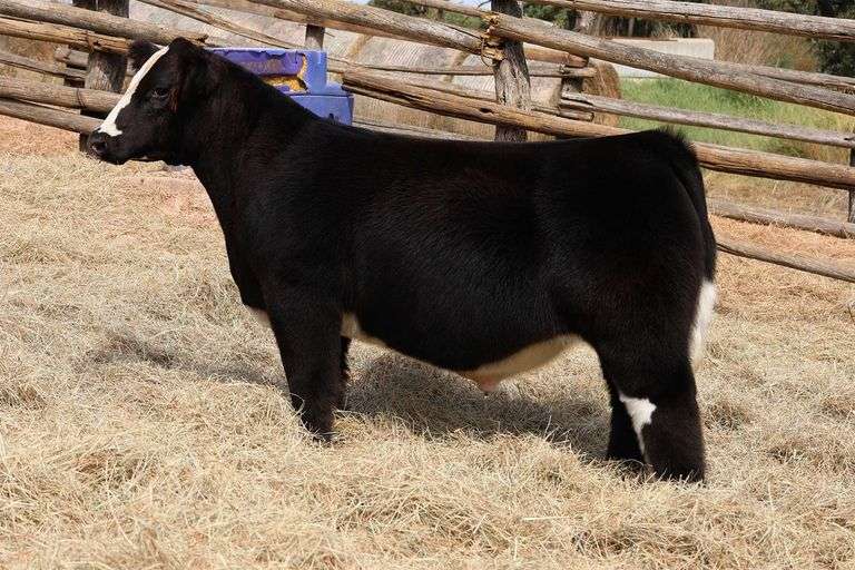 MIDCONTINENT TAG 14 STEER