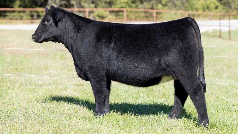 KITCHELL TAG 12 HEIFER