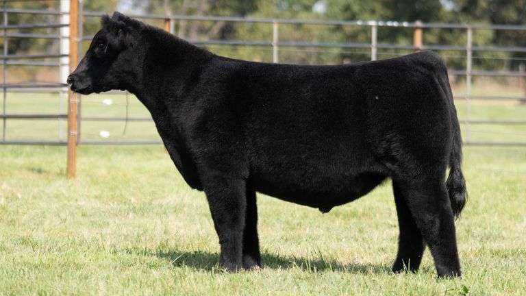 WISS TAG 531 STEER