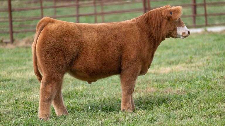 FERGUSON TAG 165 STEER