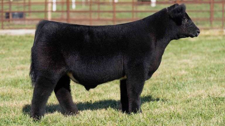 FERGUSON TAG 183 STEER