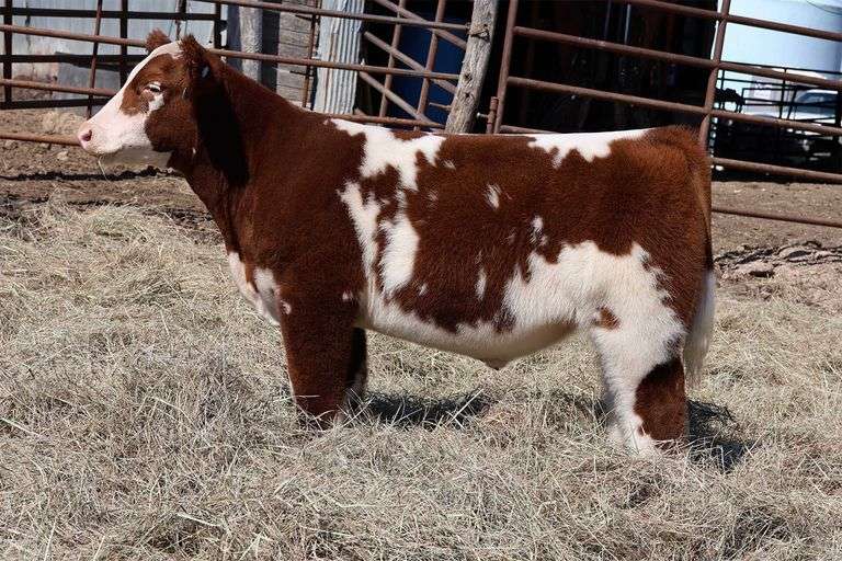 MIDCONTINENT TAG 32 STEER