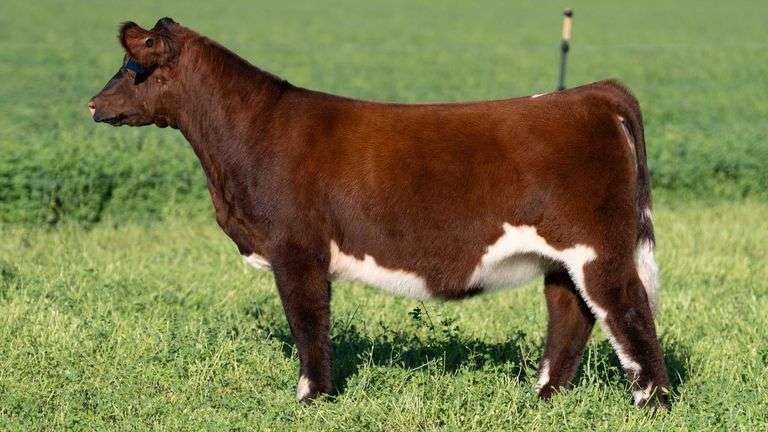 BLUEPRINT TAG 13 - MAINETAINER/LOW CHI HEIFER