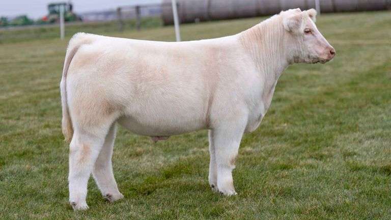 LORENTZ TAG 58 STEER