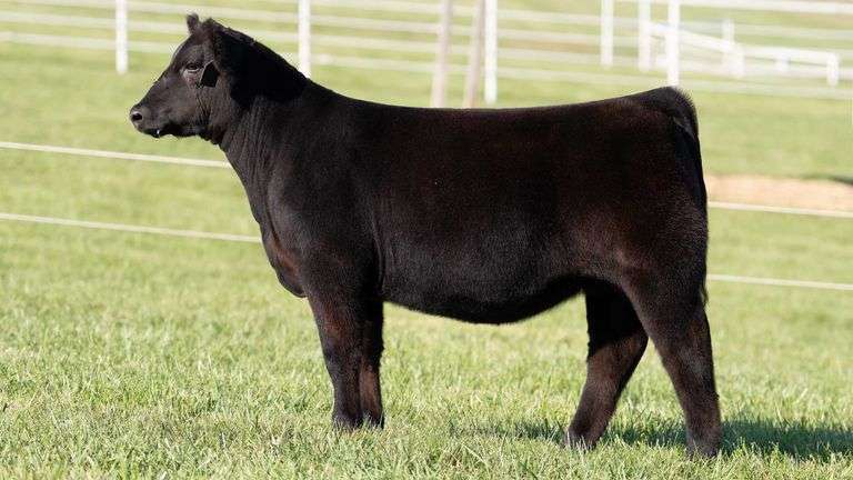 NORRIS GORETSKA TAG 506 ANGUS HEIFER