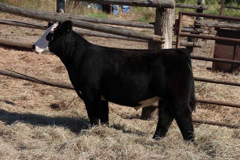 MIDCONTINENT TAG 28 STEER