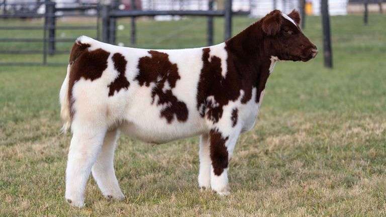 GEFFERT TAG 32 STEER