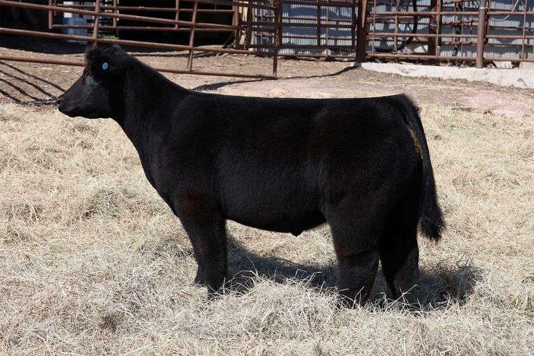 MIDCONTINENT TAG 53 STEER