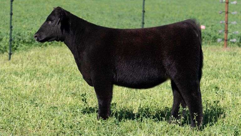 BLUEPRINT TAG 1 - HIGH MAINE HEIFER