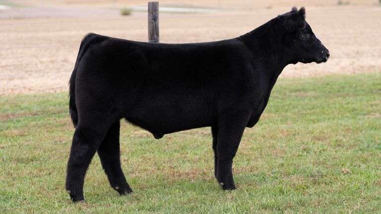 WILSON TAG 51 STEER